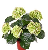 Hydrangea 204flrs, 30lvs, 36cm