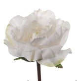 Rosa Colin, 35cm - real touch, Ø 11cm