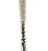 Button snakeroot, Guy feather, Liatris spicata "Jade Collection" 80cm