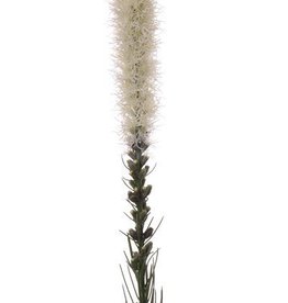 Button snakeroot, Guy feather, Liatris spicata "Jade Collection" 80cm