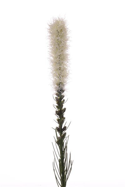 Button snakeroot, Guy feather, Liatris spicata "Jade Collection" 80cm