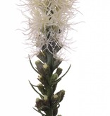 Button snakeroot, Guy feather, Liatris spicata "Jade Collection" 80cm