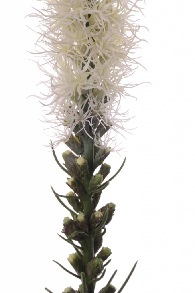 Button snakeroot, Guy feather, Liatris spicata "Jade Collection" 80cm