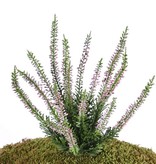 Heideplantje / Erica (Calluna) x63, 18*25cm