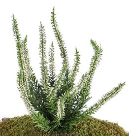 Heideplantje / Erica (Calluna) x63, 18*25cm