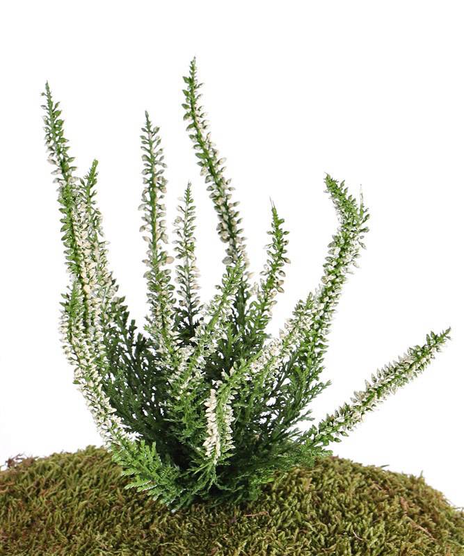 Heideplantje / Erica (Calluna) x63, 18*25cm