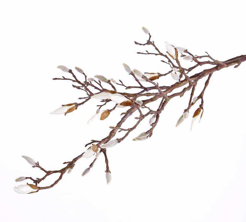 Magnolia branch with 34 buds (7 open), 104cm