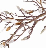 Magnolienzweig, mit 34 Knospen (7 davon offen), 104cm