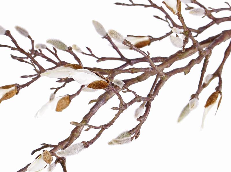Magnolienzweig, mit 34 Knospen (7 davon offen), 104cm