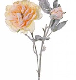 Rosa Paeonia, 1 flor, 1 capullo, nieve 61cm