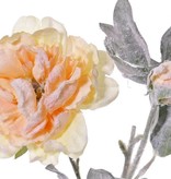 Rosa Paeonia, 1 flor, 1 capullo, nieve 61cm