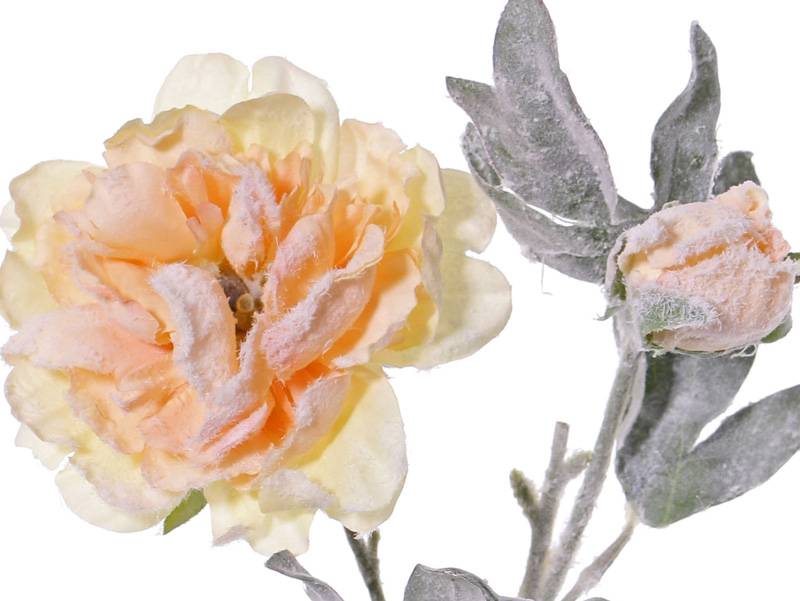 Rosa Paeonia, 1 flor, 1 capullo, nieve 61cm