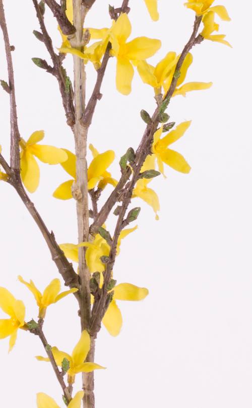 Forsythia branch with 41 flowers, 88 cm, grey-green stem