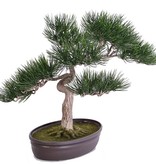 Bonsái Angel pine, con maceta, alt. 43cm