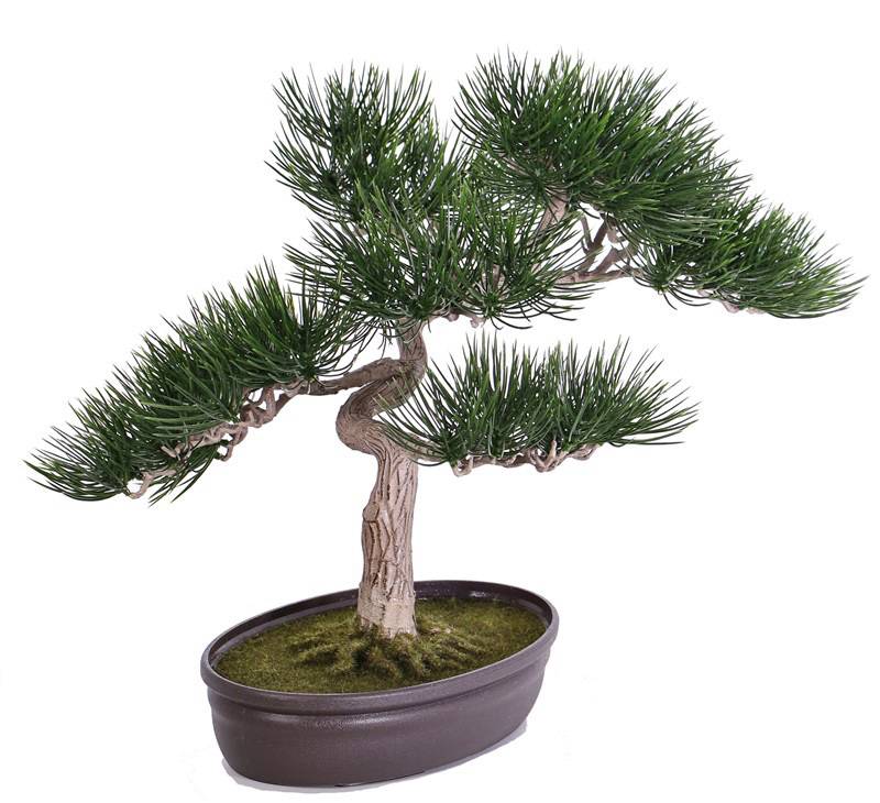 Bonsái Angel pine, con maceta, alt. 43cm