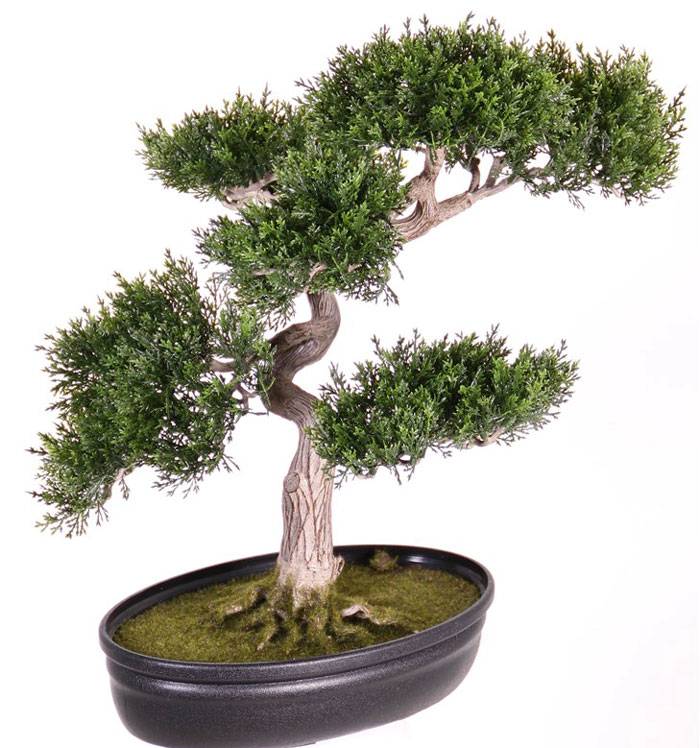 Ceder bonsai met 225 blaadjes 40cm