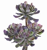 Aeonium bush x4, Ø 14/11/10cm, 33cm - zonder pot
