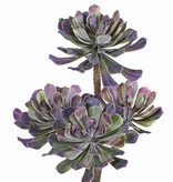 Aeonium, Dickblattgewächs mit 4 Trieben, Ø 14/11/10cm, 33cm, ohne Topf