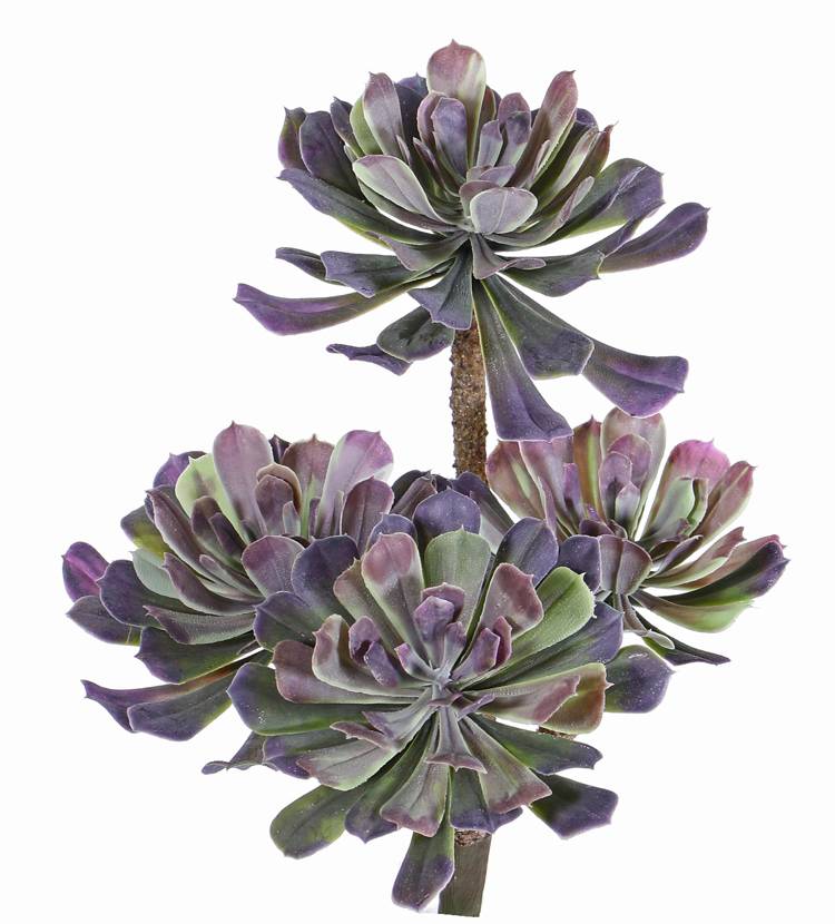 Aeonium, Dickblattgewächs mit 4 Trieben, Ø 14/11/10cm, 33cm, ohne Topf