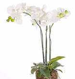 Phalaenopsis planta "toca natural",  20 flores, 15 hojas, muesgo y rizomas, 65cm