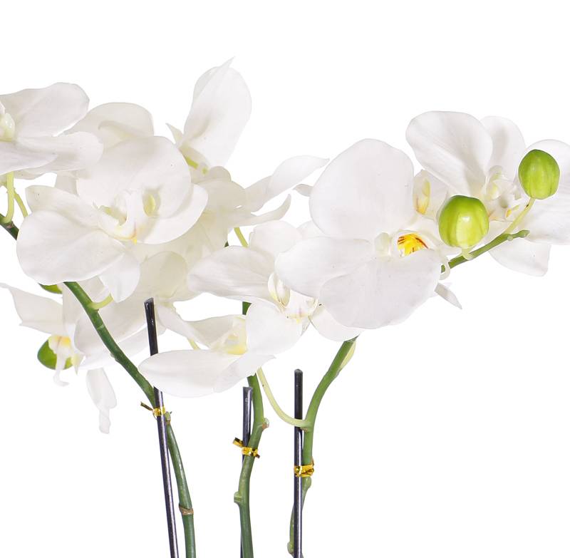 Phalaenopsis / Orchidee "natural touch" x3, 20 Blüten, 7 Knospen, 15 Blätter, Wurzeln und Moos, 65cm