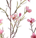 Chamelaucium uncinatum, Geraldton waxflower, Geraldton wax, 26 flores, 78cm