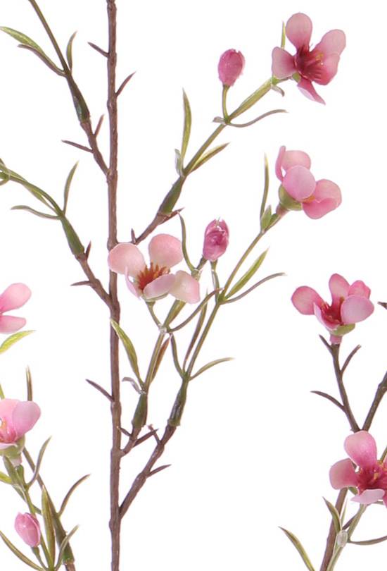 Waxflower "de Luxe", x26flrs, 78cm