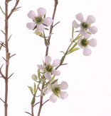 Wachsblume (waxflower) "de Luxe", x26Blm 78cm