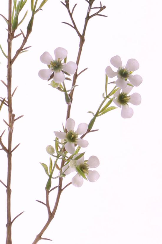 Waxbloem (Chamelaucium uncinatum) "de luxe", met 26 bloemen & 14 knop, 78cm