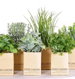 Herbs mix in paper pot, (6.5 x 6.5cm), 6 pieces, sorted