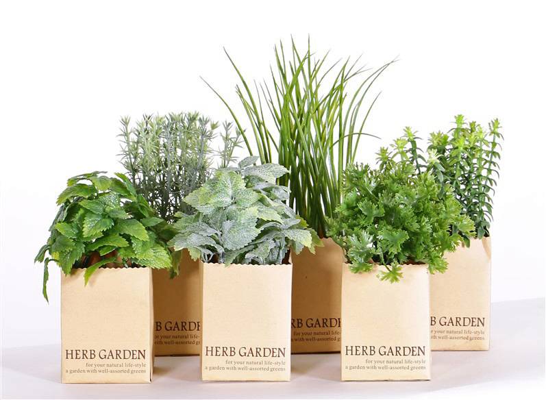 Herbs mix in paper pot, (6.5 x 6.5cm), 6 pieces, sorted