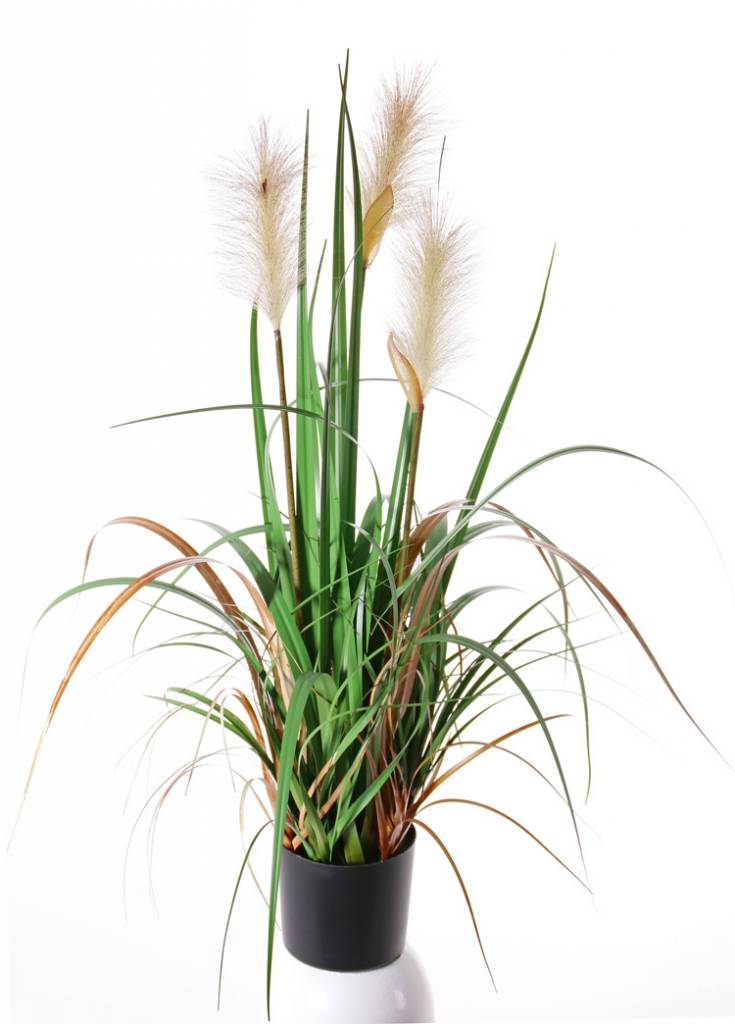 Hierba floreciente x3 81 cm en maceta de plástico