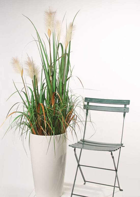 Hierba floreciente x3 81 cm en maceta de plástico
