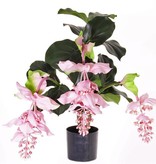 Medinilla magnifica en una maceta de plástico,  4 flores, a. 65 cm