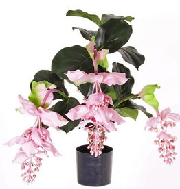 Medinilla magnifica , 4 bloemen (2 groot / 2 medium), 24 blad, PU stengels,  Ø 55cm, h. 65cm, in pot
