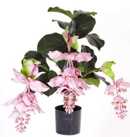 Medinillaplant with 4 big flowers, 65 cm in black plastic pot