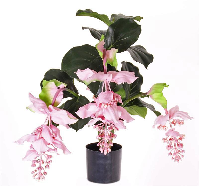 Medinilla magnifica , 4 bloemen (2 groot / 2 medium), 24 blad, PU stengels,  Ø 55cm, h. 65cm, in pot