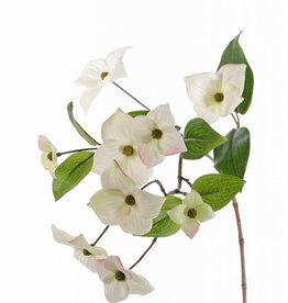 Cornejo (Cornus kousa) con 9 flores & 8 hojas, 68 cm