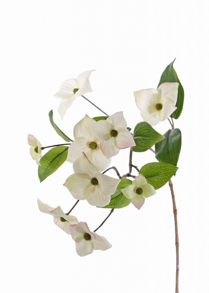 Cornejo (Cornus kousa) con 9 flores & 8 hojas, 68 cm