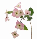 Japanse Kornoelje (Cornus kousa), 9 bloemen & 8 bladeren, 68 cm