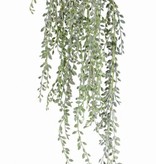 Senecio herreianus (String of Bananas) , 111 hojas, full plastic, grey green, 85cm