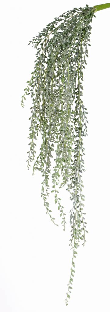 Senecio herreianus (String of Bananas) , 111 lvs, full plastic, grey green, 85cm