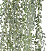 Senecio herreianus (String of Bananas) , 111 hojas, full plastic, grey green, 85cm