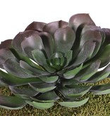 Aeonium arboreum XL, 41 leaves, Ø 24cm