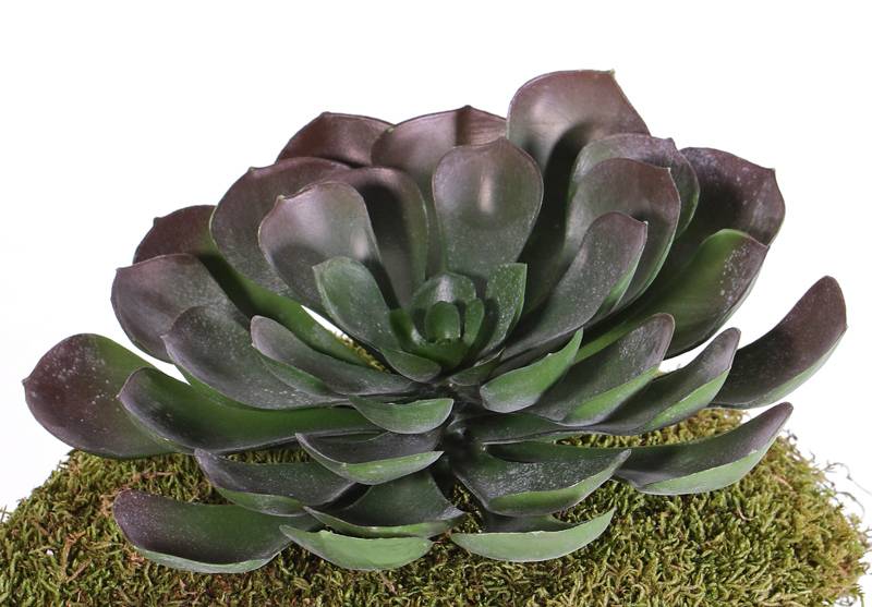 Aeonium arboreum XL, 41 Blätter, Ø 24cm