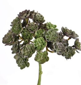 Echeveria mini bush, 37 tips, ø12cm, 19cm