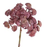 Sedum, 36 tips, Ø ca. 12 cm, 19 cm