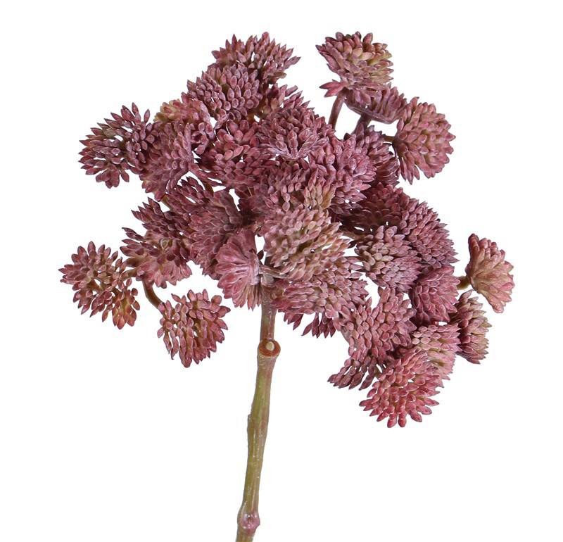 Sedum (Vetkruid), 36 toefjes, Ø ca. 12 cm, 19 cm