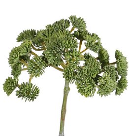 Sedum, 36 grupos, Ø ca. 12 cm, 19 cm