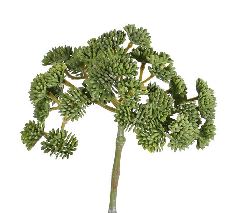 Sedum, 36 grupos, Ø ca. 12 cm, 19 cm